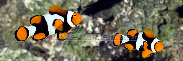 Onyx True Percula Clownfish (Amphiprion percula)