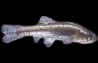 Black Spot: Photo courtesy TFH Publications