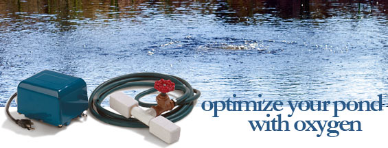 How to maintain proper pond oxygen content in your pond