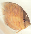 Costia: Photo courtesy TFH Publications