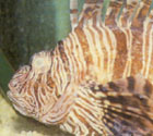 Gill Flukes: Photo courtesy TFH Publications