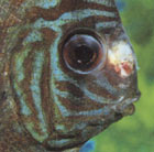 Hexamita (Hole-in-the-Head): Photo courtesy TFH Publications