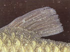 Velvet: Photo courtesy TFH Publications