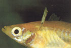 Anchor Worm: Photo courtesy TFH Publications