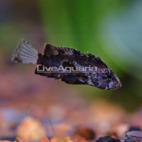 Dusky Panther Goby (Discontinued per Southland)