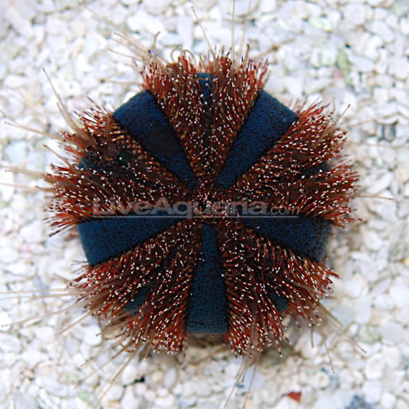 lg-36790-urchin.jpg