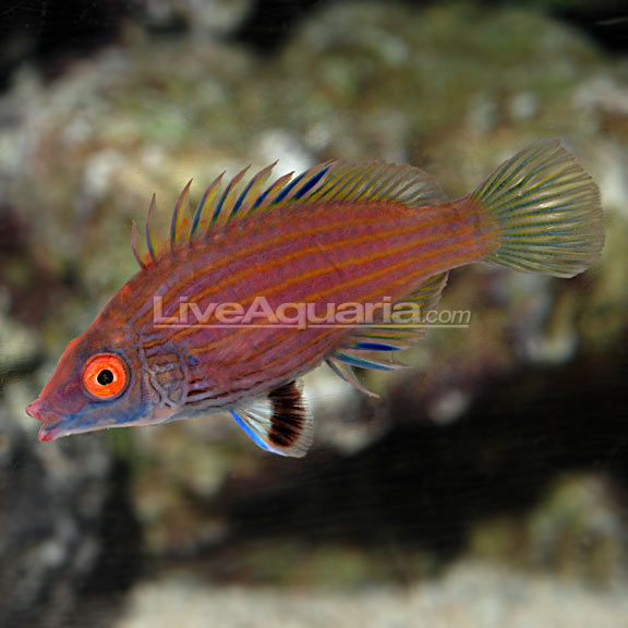 lg-36819-wrasse.jpg