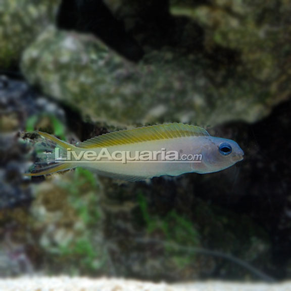 lg-39081-forktail-blenny.jpg