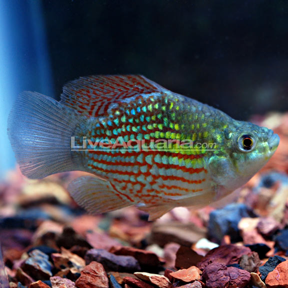 American Flagfish