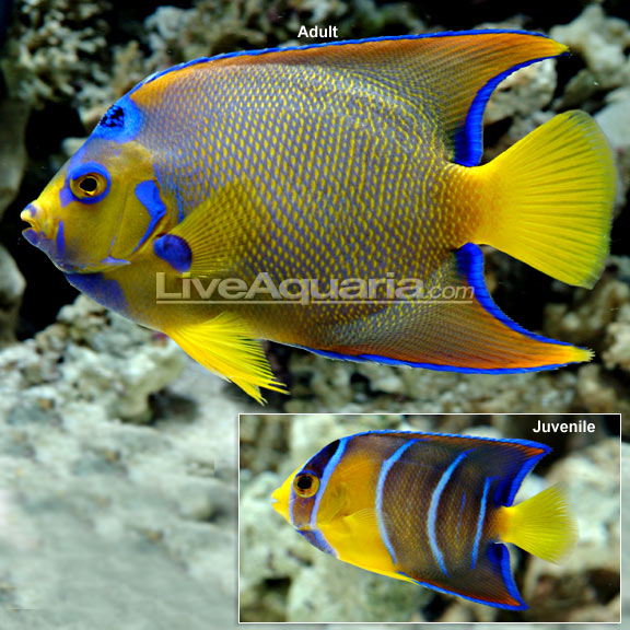 Best looking reef safe fish? | AquariaCentral.com