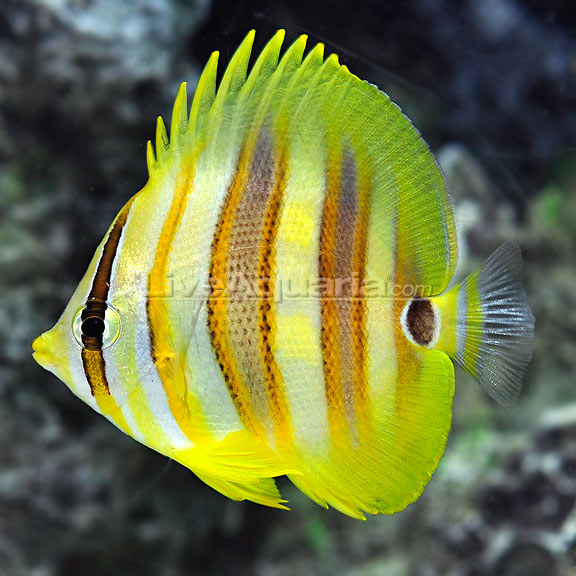 Rainfordi Butterflyfish (Do not Activiate per KJK 020515)