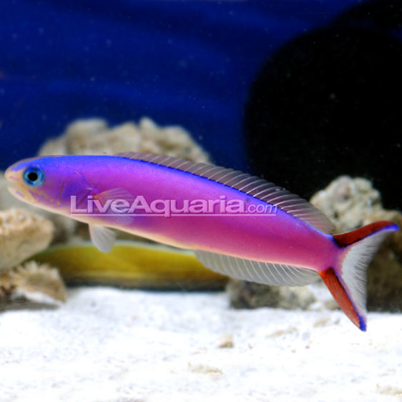 Wife wants a pink or purple fish - Reef Central Online Community