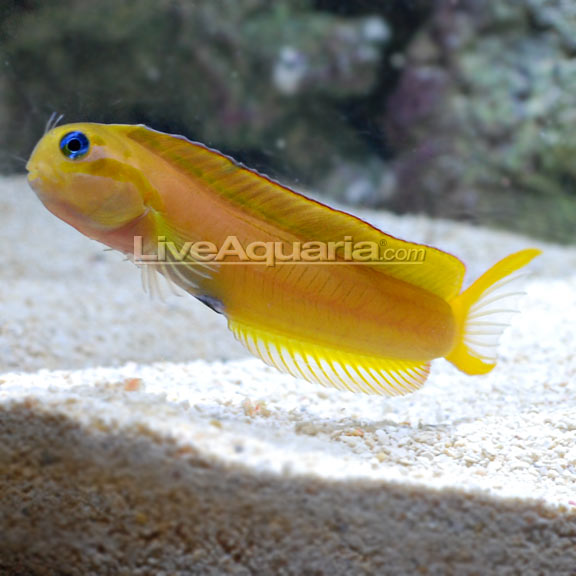 African Midas Blenny