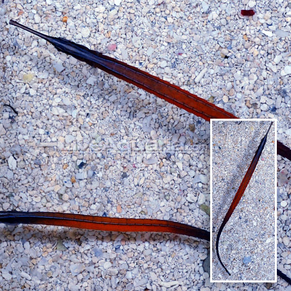 lg-73109-Janss-Pipefish.jpg