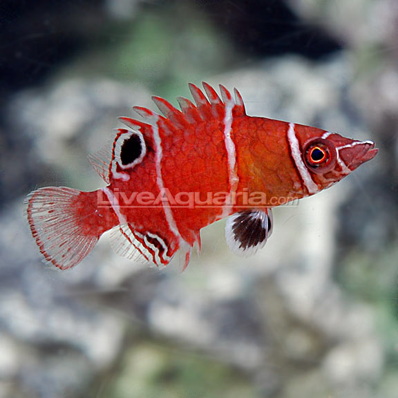 lg-74616-tanakas-possum-wrasse.jpg