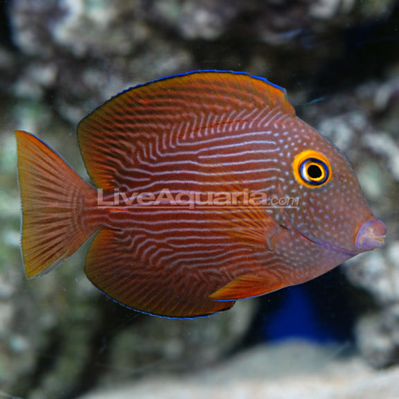 lg-74643-kole-tang.jpg