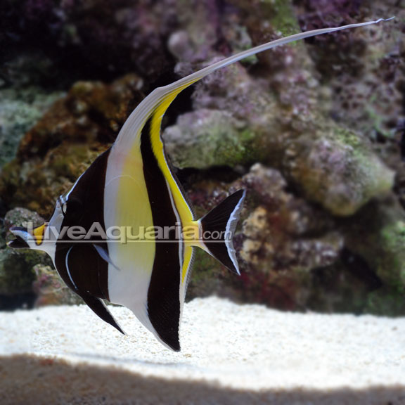 lg-77620-Moorish-Idol.jpg