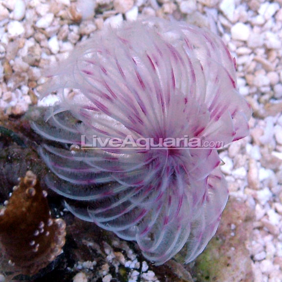 Dwarf Colored Feather Duster Saltwater Aquarium Invertebrates