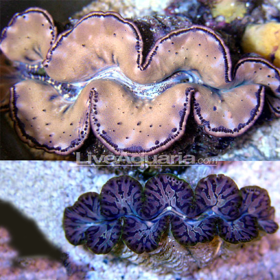 Gold Maxima Clam (Small Giant Clam) Saltwater Aquarium Invertebrates