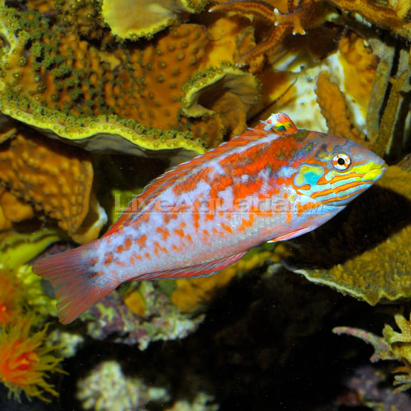 lg-80737-wrasse.jpg