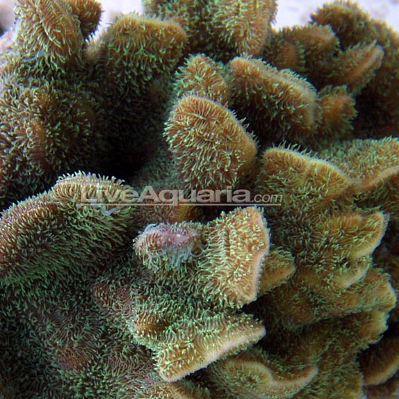 Pavona Coral SPS (Small Polyp Stony) Hard Corals