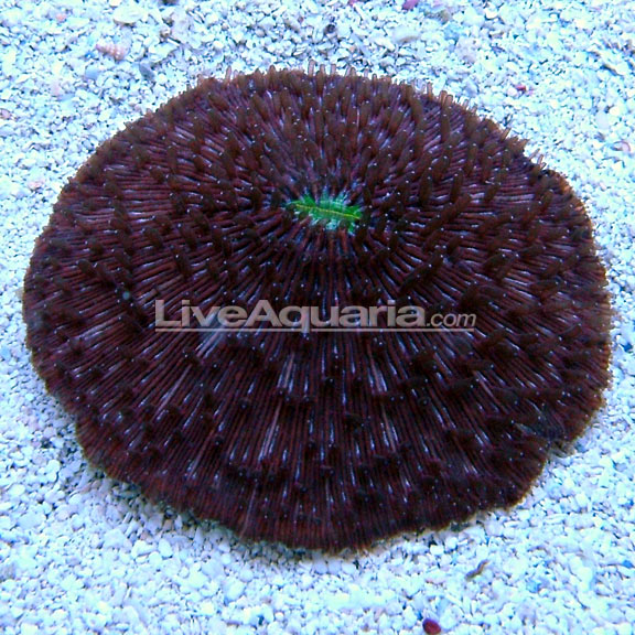 lg-83574-plate-coral.jpg