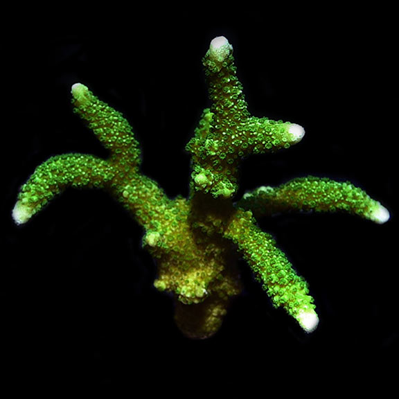 ORA® Aquacultured Neon Green Montipora digitata Coral
