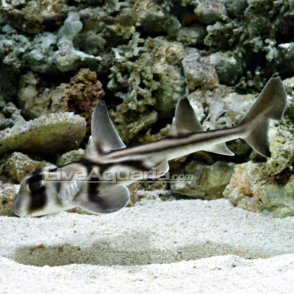 Port Jackson Shark (Do not activate to large) 
