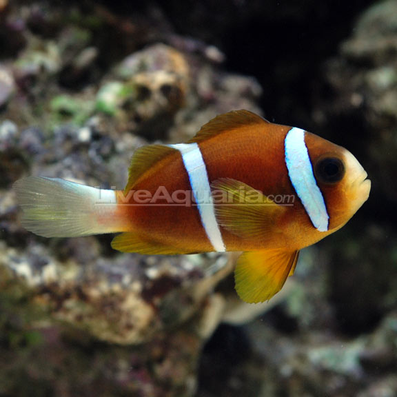 Akindynos Clownfish