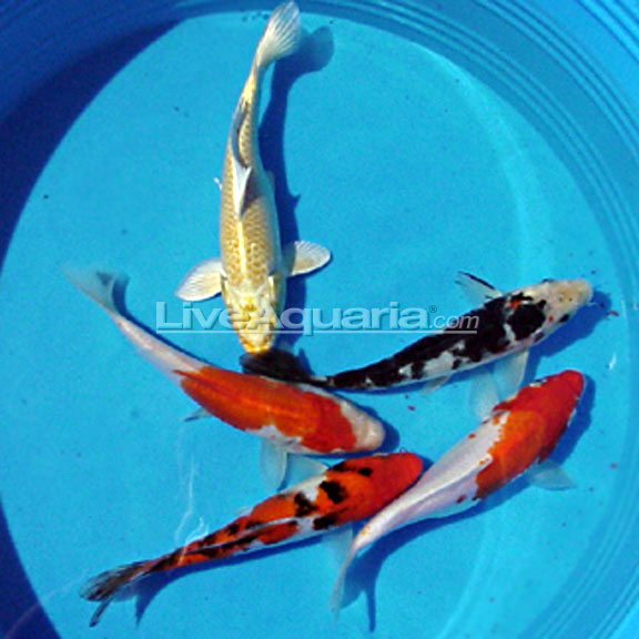 Assorted Koi Imported (Malaysia) Freshwater Koi High Quality Koi