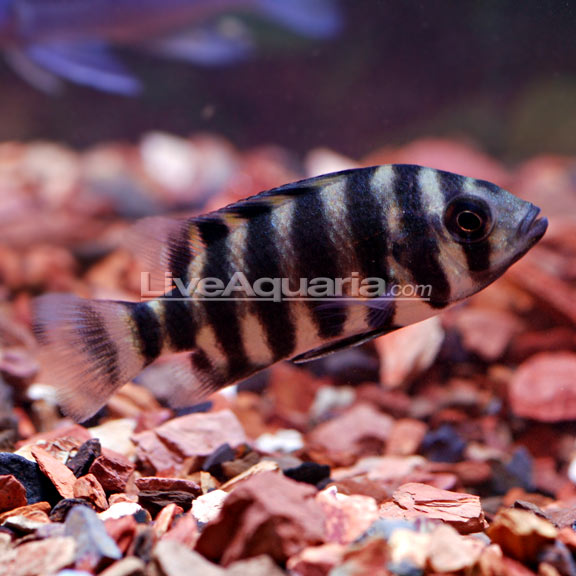 Lake+tanganyika+cichlids+list