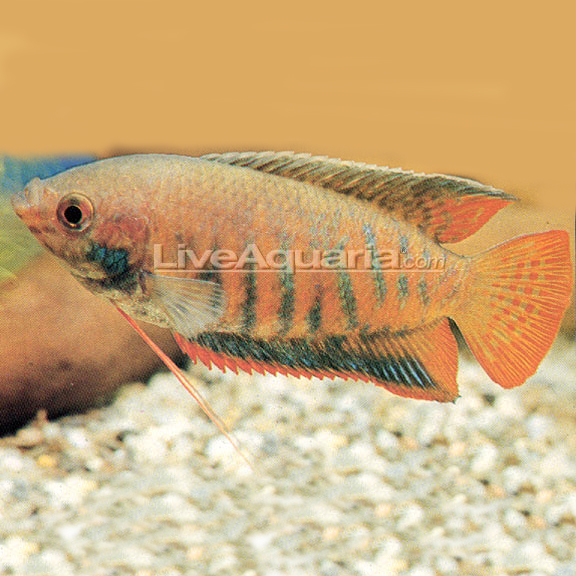 rainbow fish