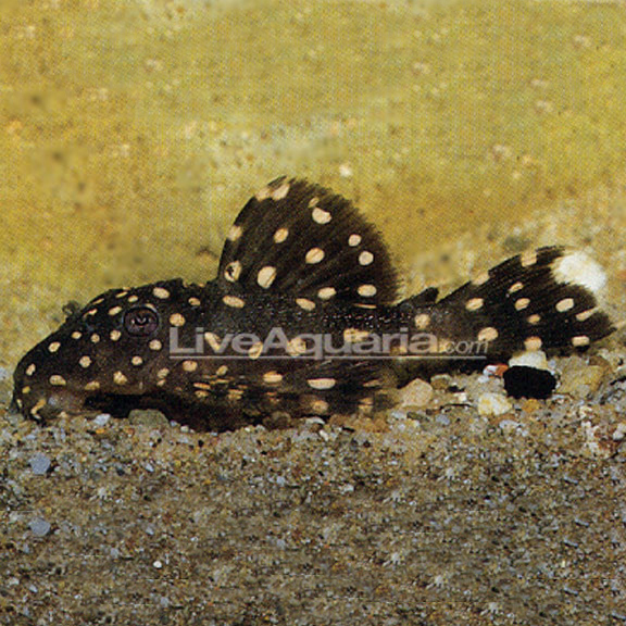 L07 Pleco