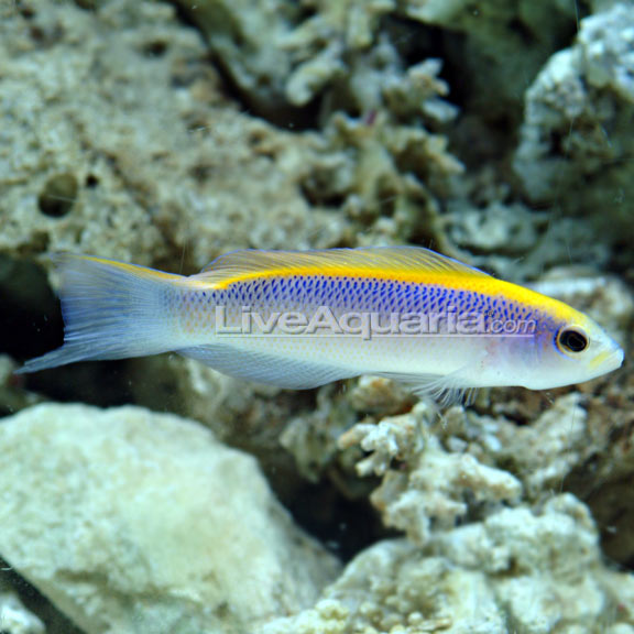 South African Saltwater Saltwater Fish are wildly popular today, as science and technology have made it easier than ever to own and operate a saltwater fish tank. Many species of Saltwater Fish are aquacultured and others are humanely collected from all of the tropical oceans of the world.