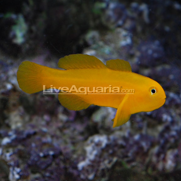 lg-90164-clown-yellow-goby.jpg