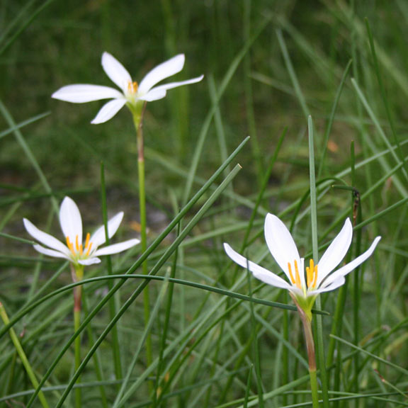 Zephyr Lily Bog Plant Plants For Ponds And Water Gardens