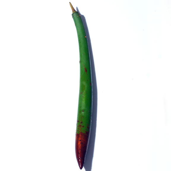 Red Mangrove Propagule: Aquatic Plants for Saltwater Marine Aquariums