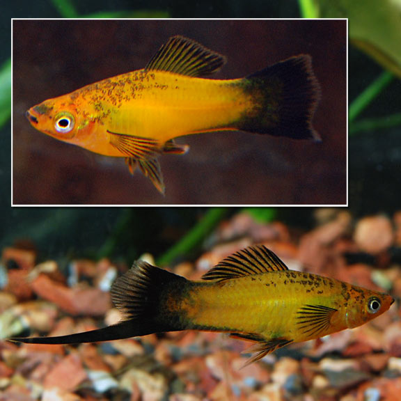 Marigold Wag Swordtail Tropical Fish for Freshwater Aquariums