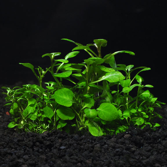 Cardinal Plant, Lobelia cardinalis "Dwarf" Aquatic Plants for