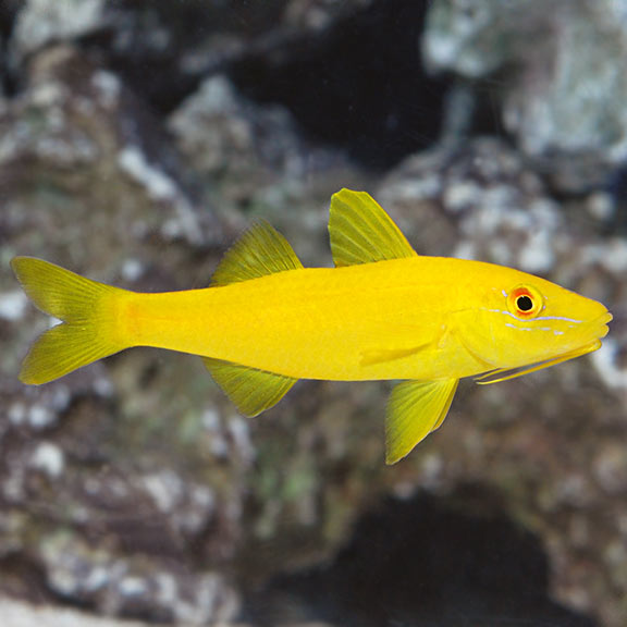 Yellow Goatfish Saltwater Aquarium Fish for Marine Aquariums