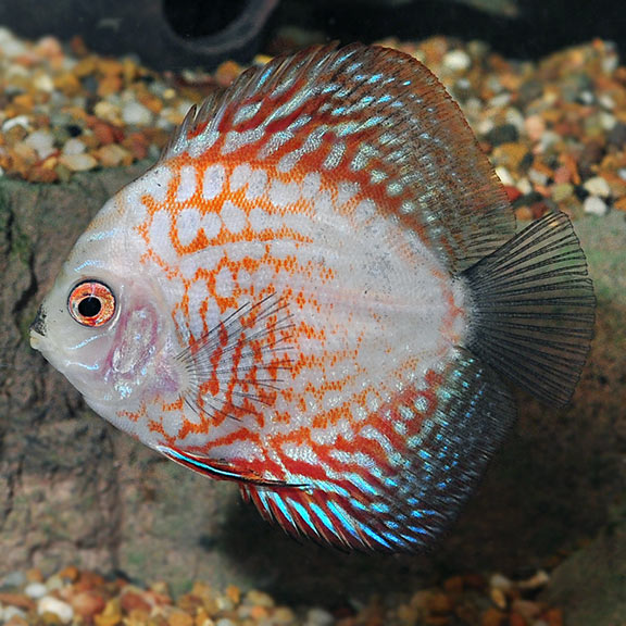 Pigeon Blood Discus Freshwater Aquarium Fish