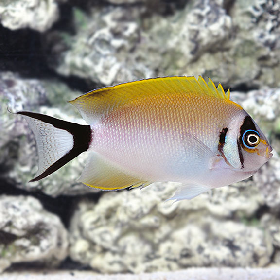 Masked Swallowtail Angelfish: Saltwater Aquarium Fish for Marine Aquariums