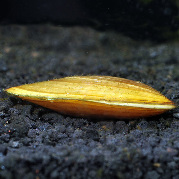Asian Gold Clam Freshwater Aquarium Invertebrates