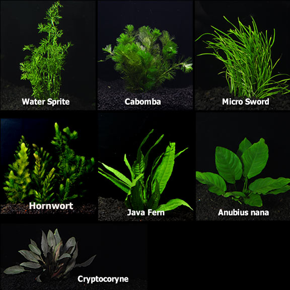 Aquatic Plants for Freshwater Aquariums Aquarium Plant Pack Standard