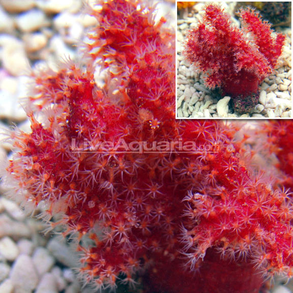 Chili Coral EXPERT ONLY