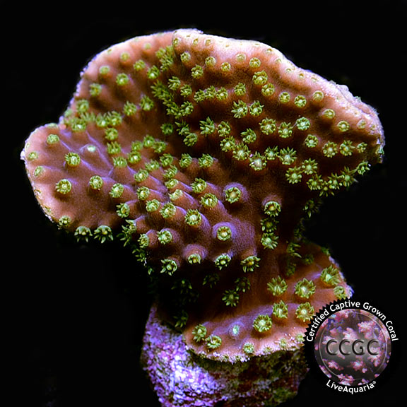 Yellow Polyp Turbinaria Coral, Aquacultured Saltwater Aquarium Corals