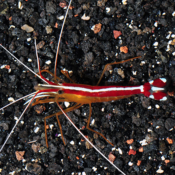 Scarlet Skunk Cleaner Shrimp Saltwater Aquarium Shrimps for Marine