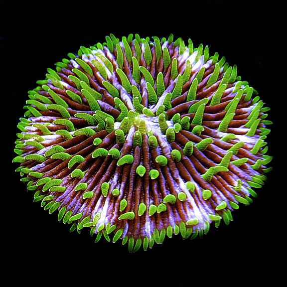 Plate Coral, Pinwheel, Fungia sp. Saltwater Aquarium Corals for Marine