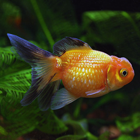 Crown Pearlscale Goldfish: Tropical Fish for Freshwater Aquariums