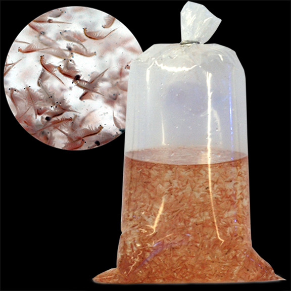 Feeder Shrimp for Aquariums Live Adult Brine Shrimp